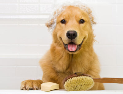 We groom both dogs and cats